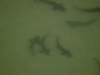 Leopard Sharks Swarming in Southern California